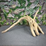 Паучий корень / Корень Азалии