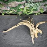 Паучий корень/Корень Азалии НК726 — изображение 4