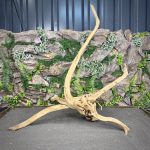 Паучий корень / Корень Азалии