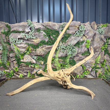 Паучий корень / Корень Азалии