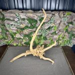 Паучий корень/Корень Азалии НК727 — изображение 3