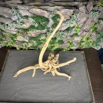 Паучий корень/Корень Азалии НК727 — изображение 4