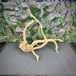 Паучий корень/Корень Азалии НК728 — изображение 3