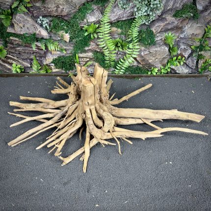 Паучий корень / Корень Азалии