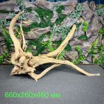 Паучий корень/Корень Азалии НК730 — изображение 2