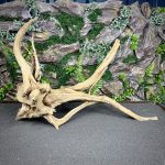 Паучий корень / Корень Азалии