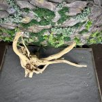 Паучий корень/Корень Азалии НК730 — изображение 4