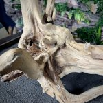 Паучий корень/Корень Азалии НК730 — изображение 5