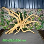 Паучий корень/Корень Азалии НК731 — изображение 2