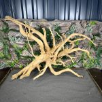 Паучий корень / Корень Азалии