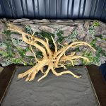 Паучий корень/Корень Азалии НК731 — изображение 3