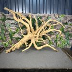 Паучий корень/Корень Азалии НК731 — изображение 4