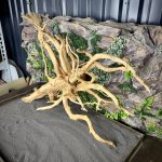 Паучий корень/Корень Азалии НК731 — изображение 6