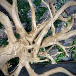 Паучий корень/Корень Азалии НК731 — изображение 7