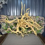 Паучий корень / Корень Азалии