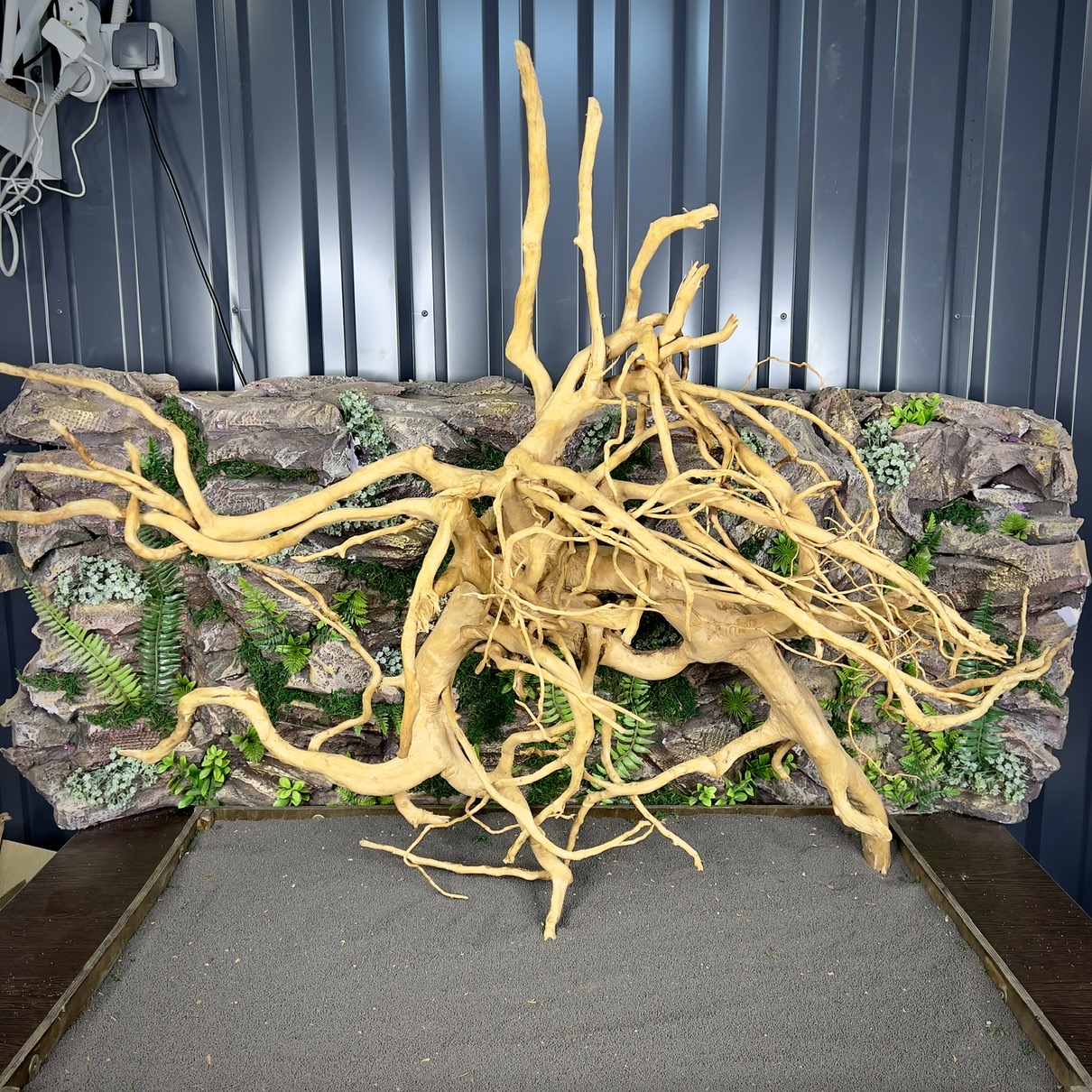 IMG_8804-compressed Паучий корень / Корень Азалии