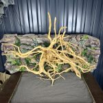 Паучий корень/Корень Азалии НК732 — изображение 3