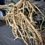 Паучий корень/Корень Азалии НК732 — изображение 6