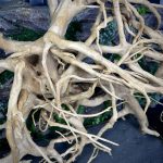 Паучий корень/Корень Азалии НК732 — изображение 7