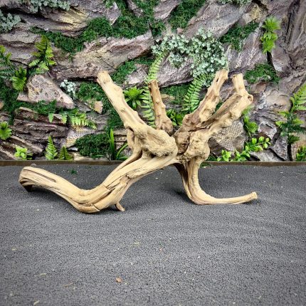 Паучий корень / Корень Азалии