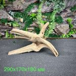 Паучий корень/Корень Азалии НК734 — изображение 2