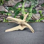 Паучий корень / Корень Азалии