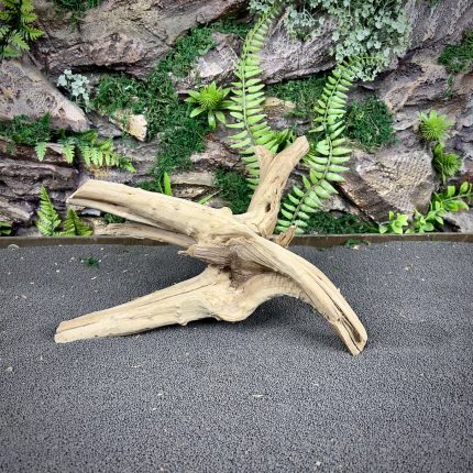 Паучий корень / Корень Азалии