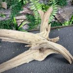 Паучий корень/Корень Азалии НК734 — изображение 4