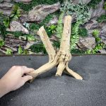 Паучий корень/Корень Азалии НК734 — изображение 5