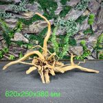 Паучий корень/Корень Азалии НК736 — изображение 2