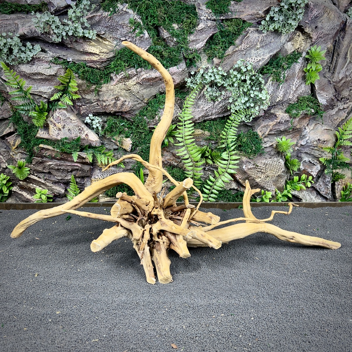 IMG_8834-compressed Паучий корень / Корень Азалии