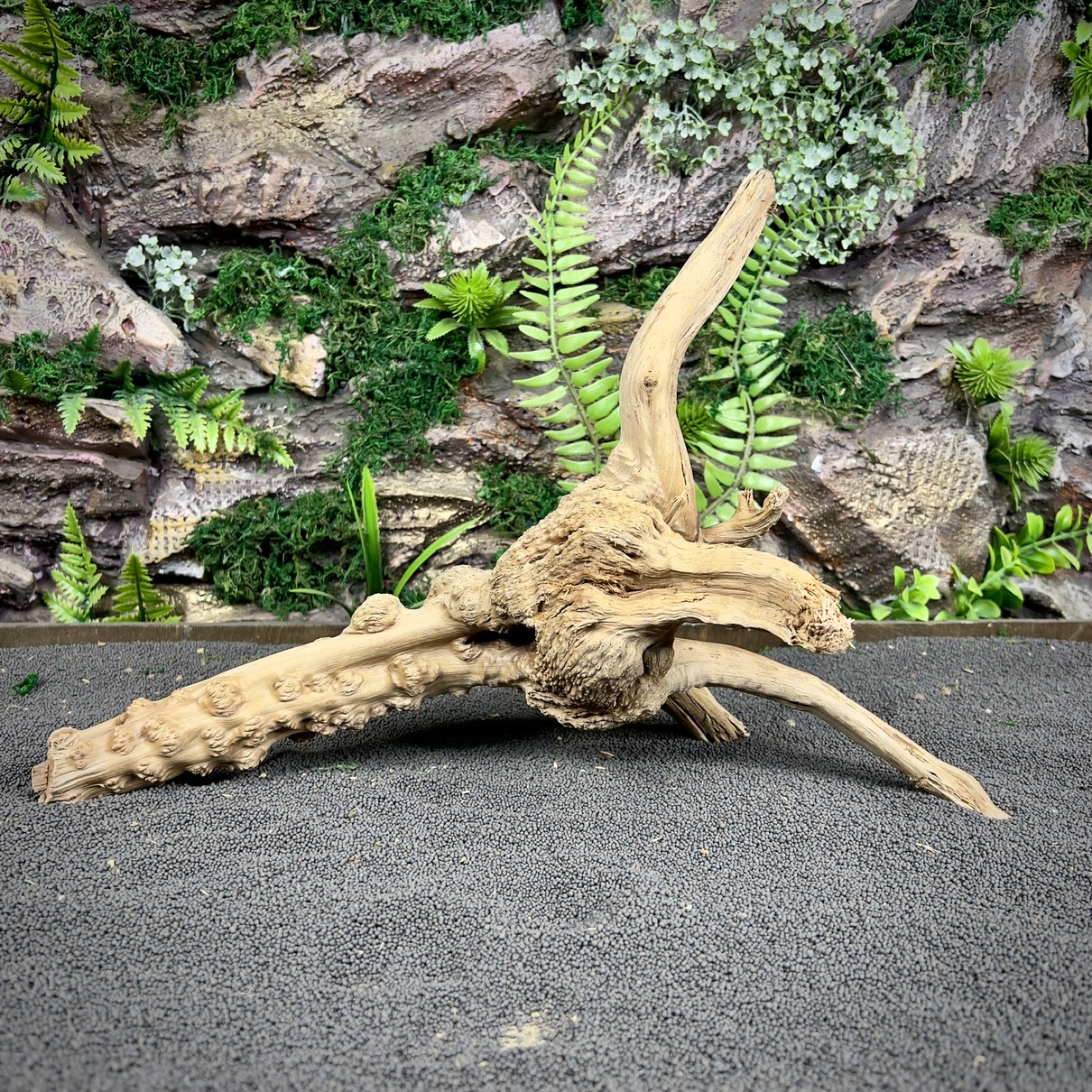 IMG_8841-compressed Паучий корень / Корень Азалии