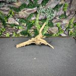 Паучий корень/Корень Азалии НК737 — изображение 3