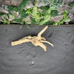 Паучий корень/Корень Азалии НК737 — изображение 4