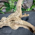 Паучий корень/Корень Азалии НК737 — изображение 5