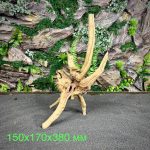 Паучий корень/Корень Азалии НК738 — изображение 2