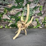 Паучий корень / Корень Азалии