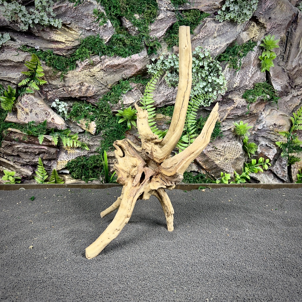 IMG_8848-compressed Паучий корень / Корень Азалии