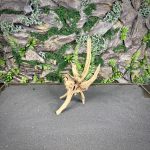 Паучий корень/Корень Азалии НК738 — изображение 3