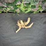 Паучий корень/Корень Азалии НК738 — изображение 4