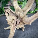 Паучий корень/Корень Азалии НК738 — изображение 5