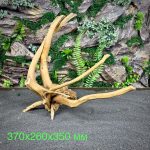 Паучий корень/Корень Азалии НК739 — изображение 2