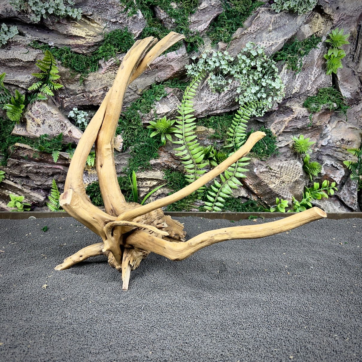 IMG_8855-compressed Паучий корень / Корень Азалии