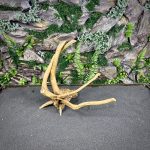 Паучий корень/Корень Азалии НК739 — изображение 3