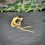 Паучий корень/Корень Азалии НК739 — изображение 4