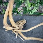 Паучий корень/Корень Азалии НК739 — изображение 5