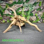 Паучий корень/Корень Азалии НК740 — изображение 2