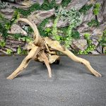 Паучий корень / Корень Азалии