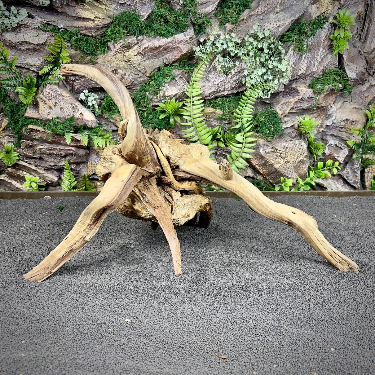 IMG_8862-compressed Паучий корень / Корень Азалии