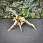 Паучий корень/Корень Азалии НК740 — изображение 3